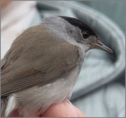 vogelstimmenwanderung-013