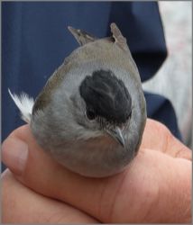 vogelstimmenwanderung-014